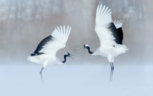 השקעה וחיזור רומנטי