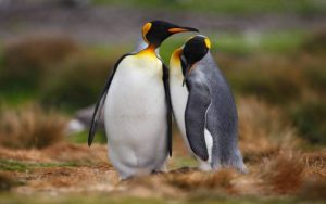 חשק מיני נמוך