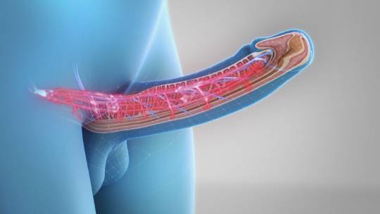 האיבר במצב זקוף (מנגנון נעילת הדם נועל את הדם באיבר ושומר על האיבר זקוף לאורך זמן)