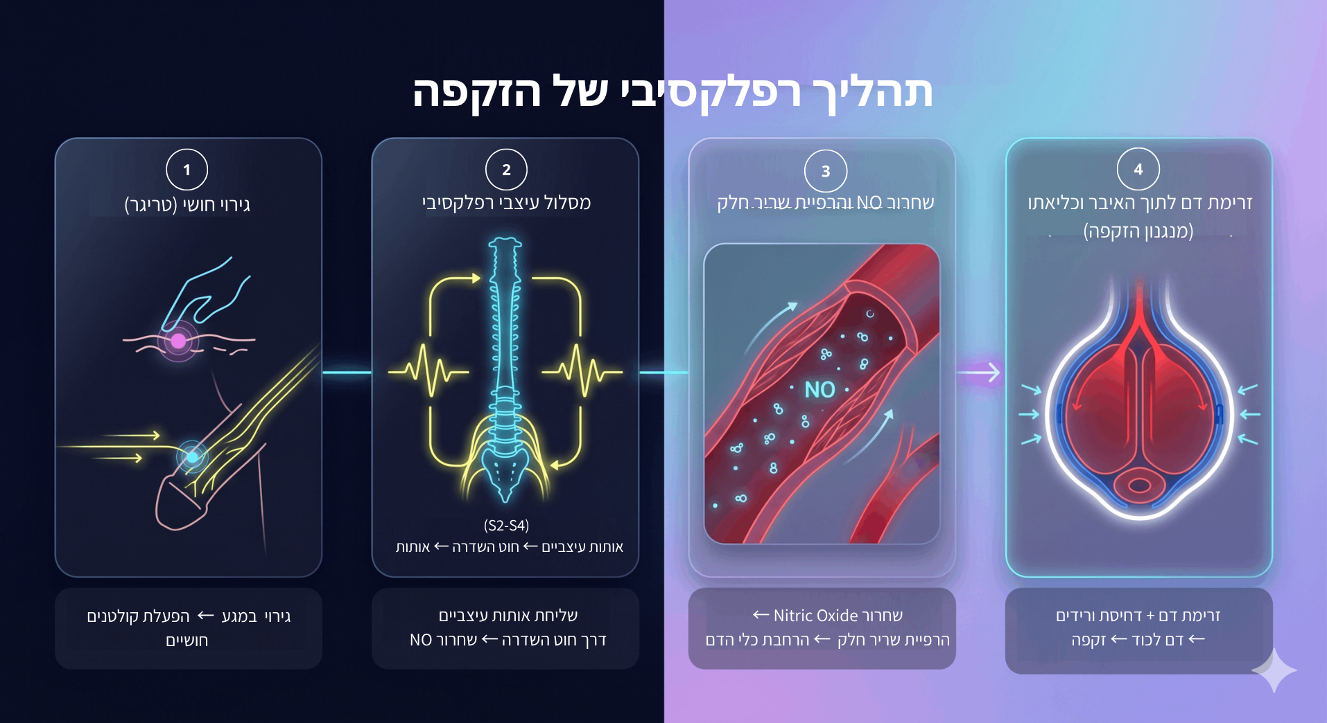 תהליך רפלקסיבי של הופעת זקפה