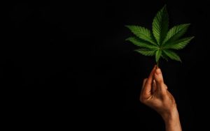 Cannabis and Sexual Function