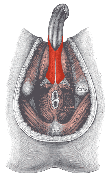 The Exercises That May Help Improve Erectile Function Vertica