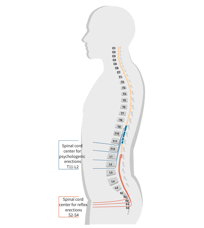 the erectile control centers in the spinal cord